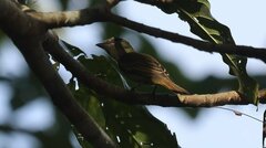 Pachyramphus