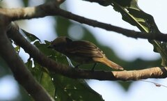 Pachyramphus