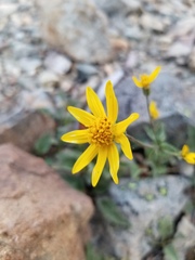 Arnica gracilis