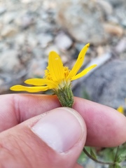 Arnica gracilis