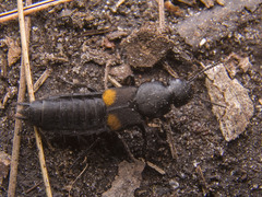 Platydracus fossator