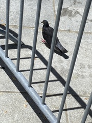 Columba livia domestica