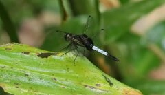 Erythrodiplax unimaculata