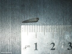 Turbonilla lactea