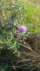 Cirsium arvense