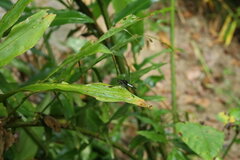 Erythrodiplax unimaculata