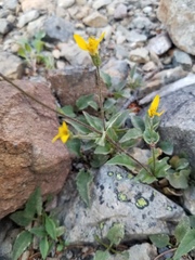 Arnica gracilis