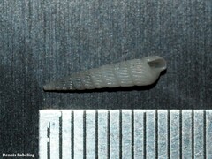 Turbonilla lactea