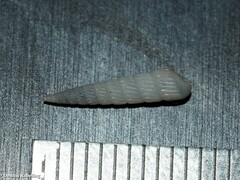 Turbonilla lactea