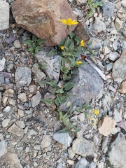 Arnica gracilis