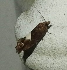 Epinotia trigonella