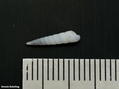 Turbonilla lactea