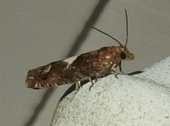 Epinotia trigonella