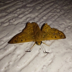 Myscelus amystis