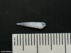 Turbonilla lactea