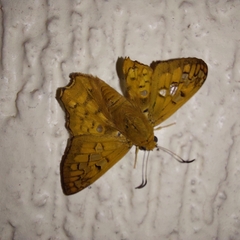 Myscelus amystis