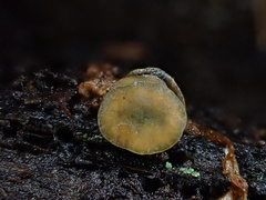 Chlorencoelia versiformis