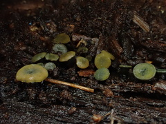 Chlorencoelia versiformis