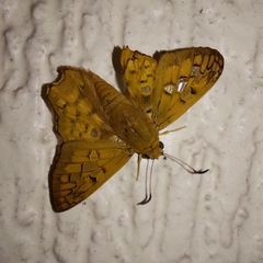 Myscelus amystis