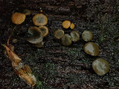 Chlorencoelia versiformis