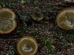 Chlorencoelia versiformis