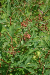 Spiraea chamaedryfolia