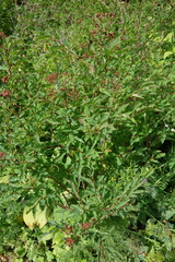 Spiraea chamaedryfolia