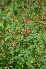 Spiraea chamaedryfolia