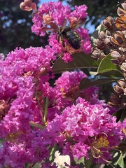 Xylocopa californica diamesa