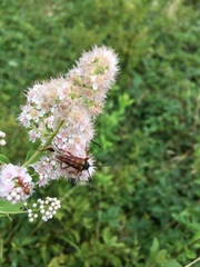 Typocerus