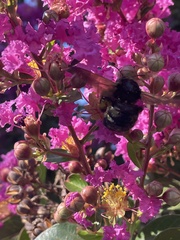 Xylocopa californica diamesa