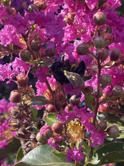 Xylocopa californica diamesa