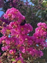 Xylocopa californica diamesa