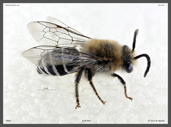 Colletes dimidiatus