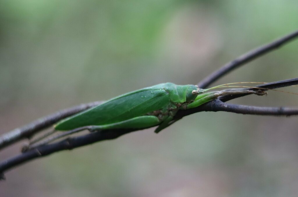 Leurophyllidium maculipenne