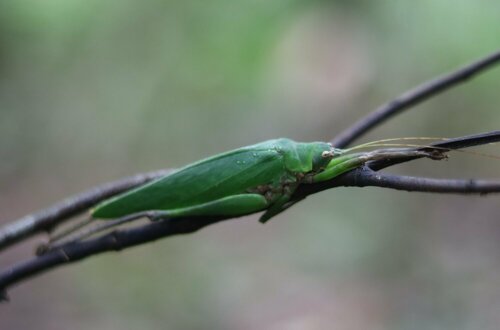 Leurophyllidium maculipenne
