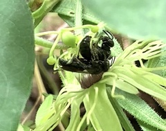 Protandrena passiflorae