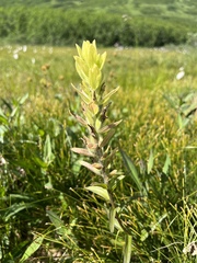 Castilleja unalaschcensis