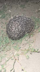 Hemiechinus auritus