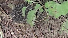 Hemiechinus auritus