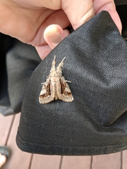 Dasychira obliquata