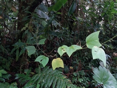 Passifloraceae