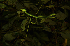 Ahaetulla farnsworthi