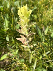 Castilleja unalaschcensis
