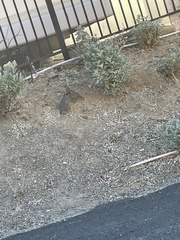 Callipepla californica