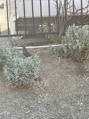 Callipepla californica