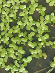 Lemna disperma