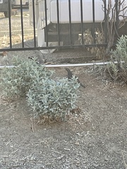 Callipepla californica