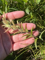 Castilleja unalaschcensis