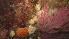 Actinothoe sphyrodeta